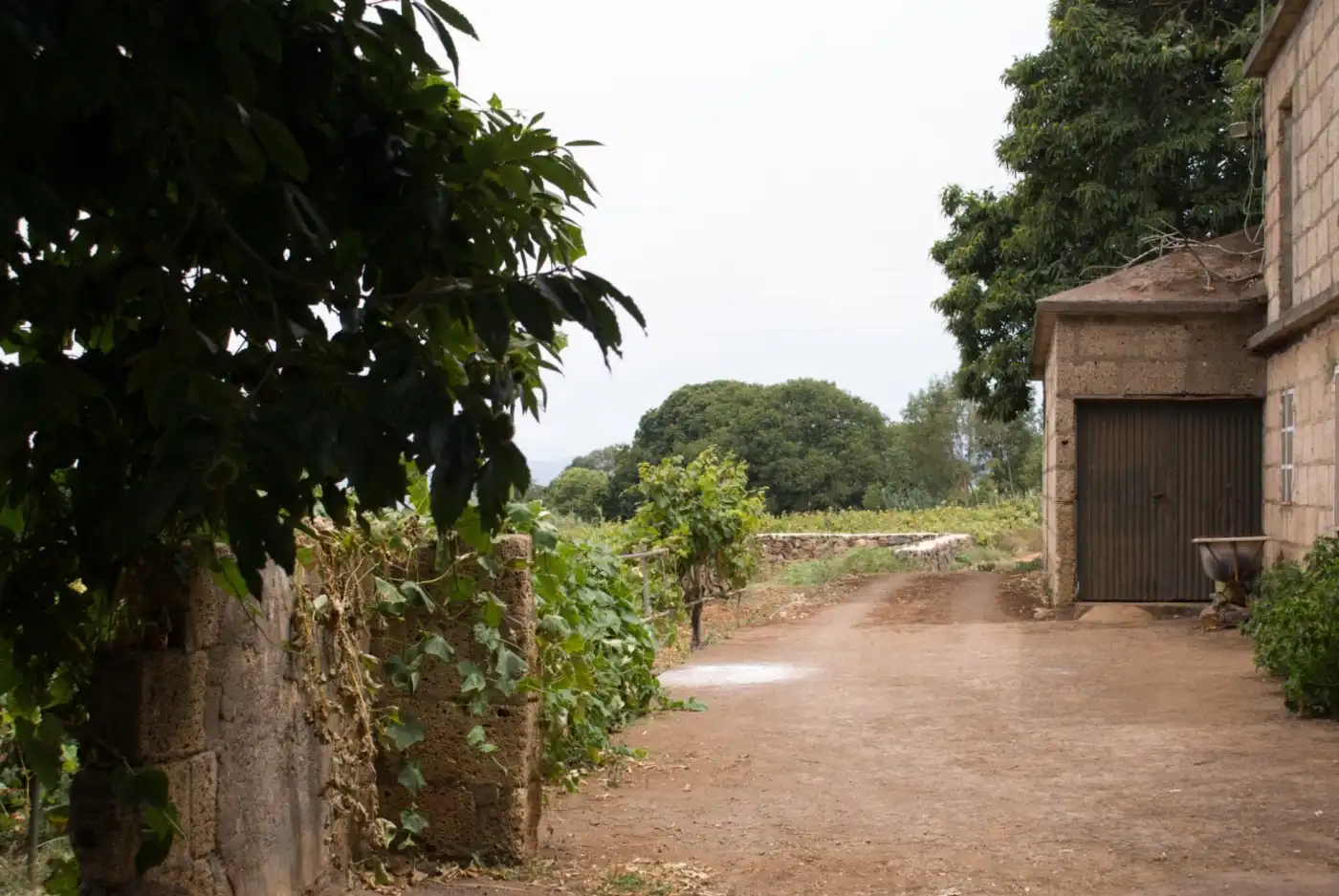 Vista exterior de Terreny en venda en El Sauzal