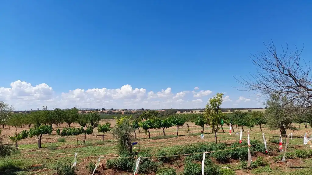 Finca rústica en venta en Munera