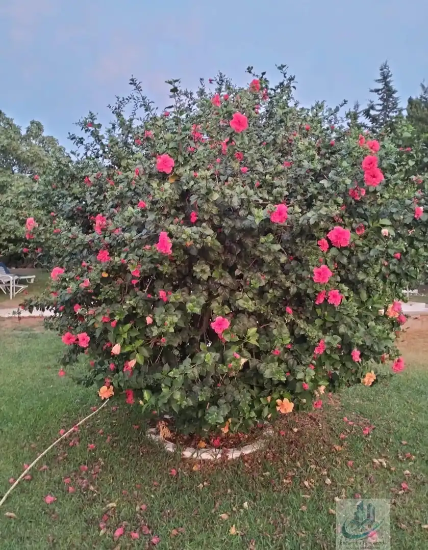 Jardí de Casa o xalet en venda en Chiclana de la Frontera amb Piscina i Alarma