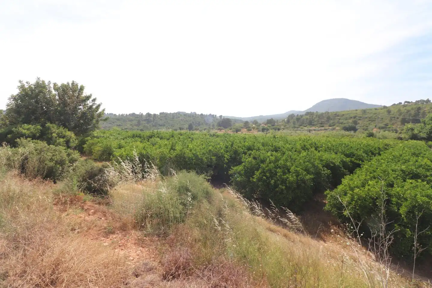 Grundstücke und Bauplätze zum Verkauf in MAESTRO CERVERA LLORET, imagen 4