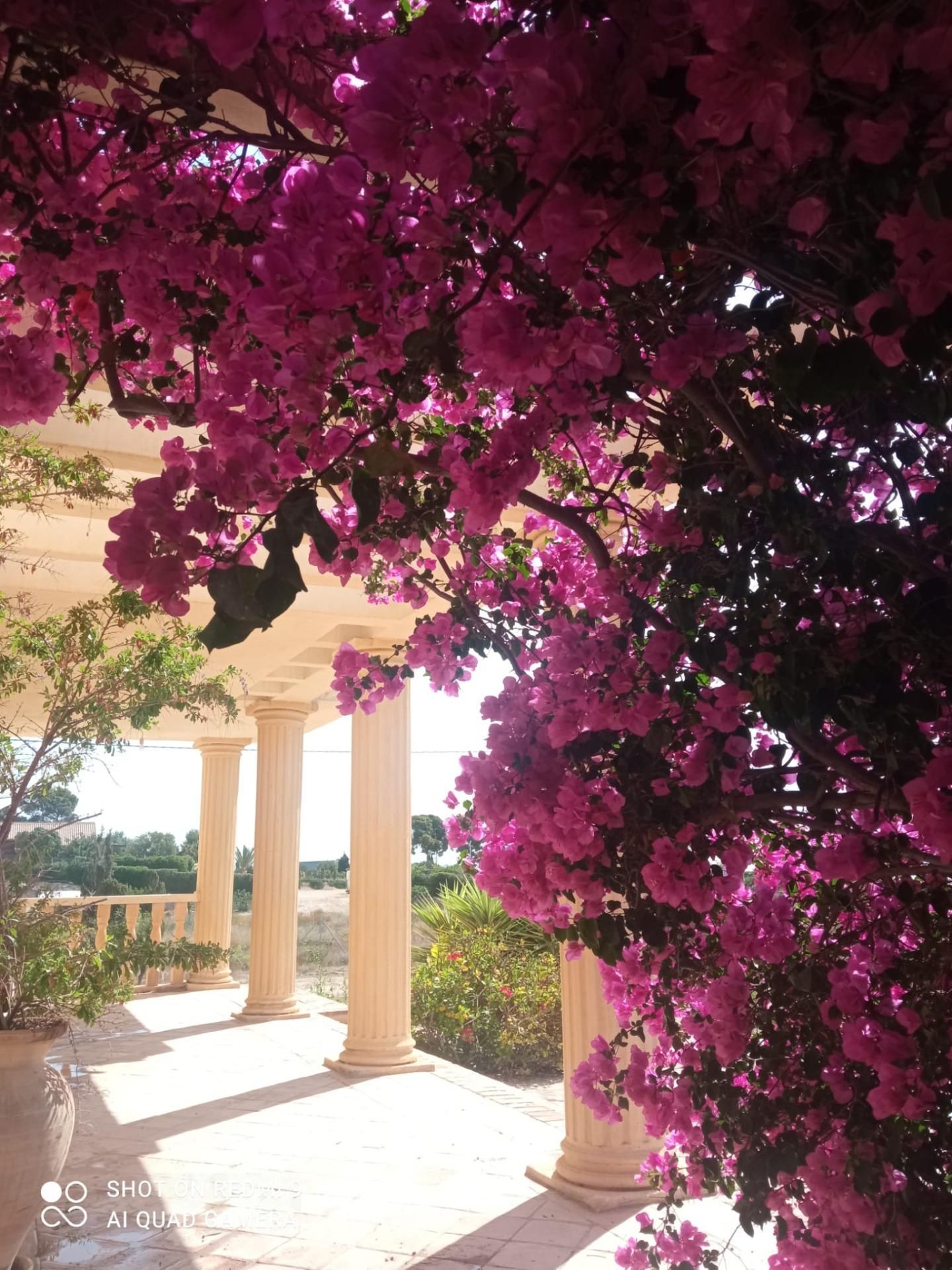 Jardí de Casa o xalet en venda en San Vicente del Raspeig / Sant Vicent del Raspeig amb Aire condicionat, Calefacció i Terrassa