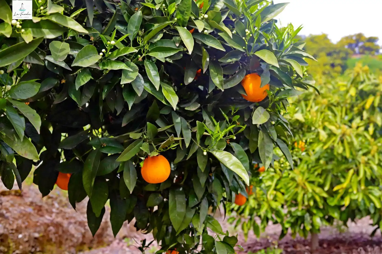 Jardí de Casa o xalet en venda en Carratraca amb Aire condicionat, Jardí privat i Terrassa