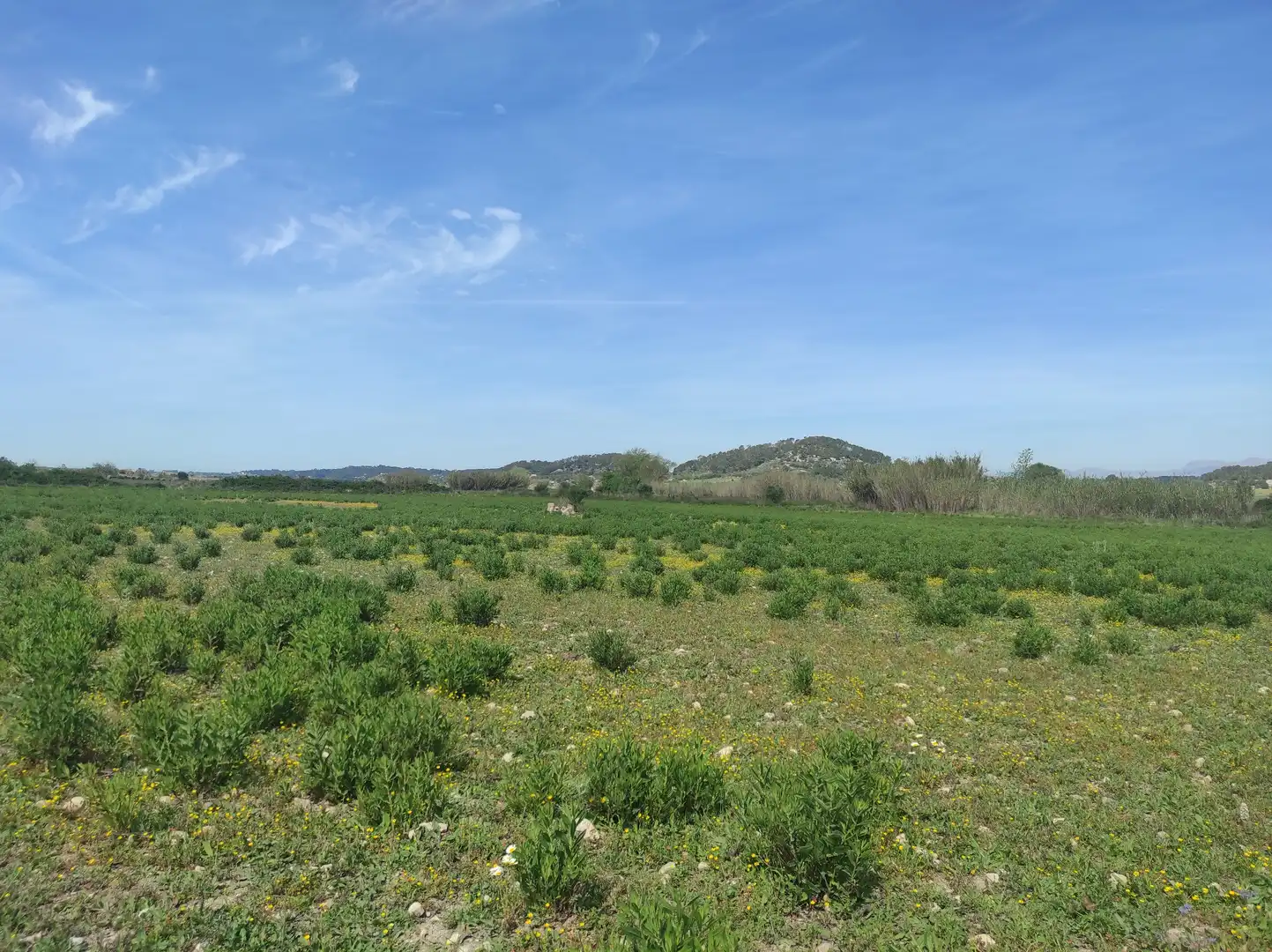 Terreno residencial en venta en Sineu, imagen 15