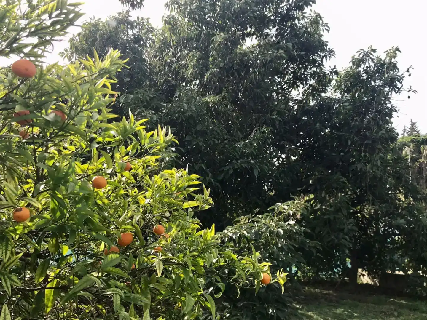 Jardí de Finca rústica en venda en Estepona amb Aire condicionat