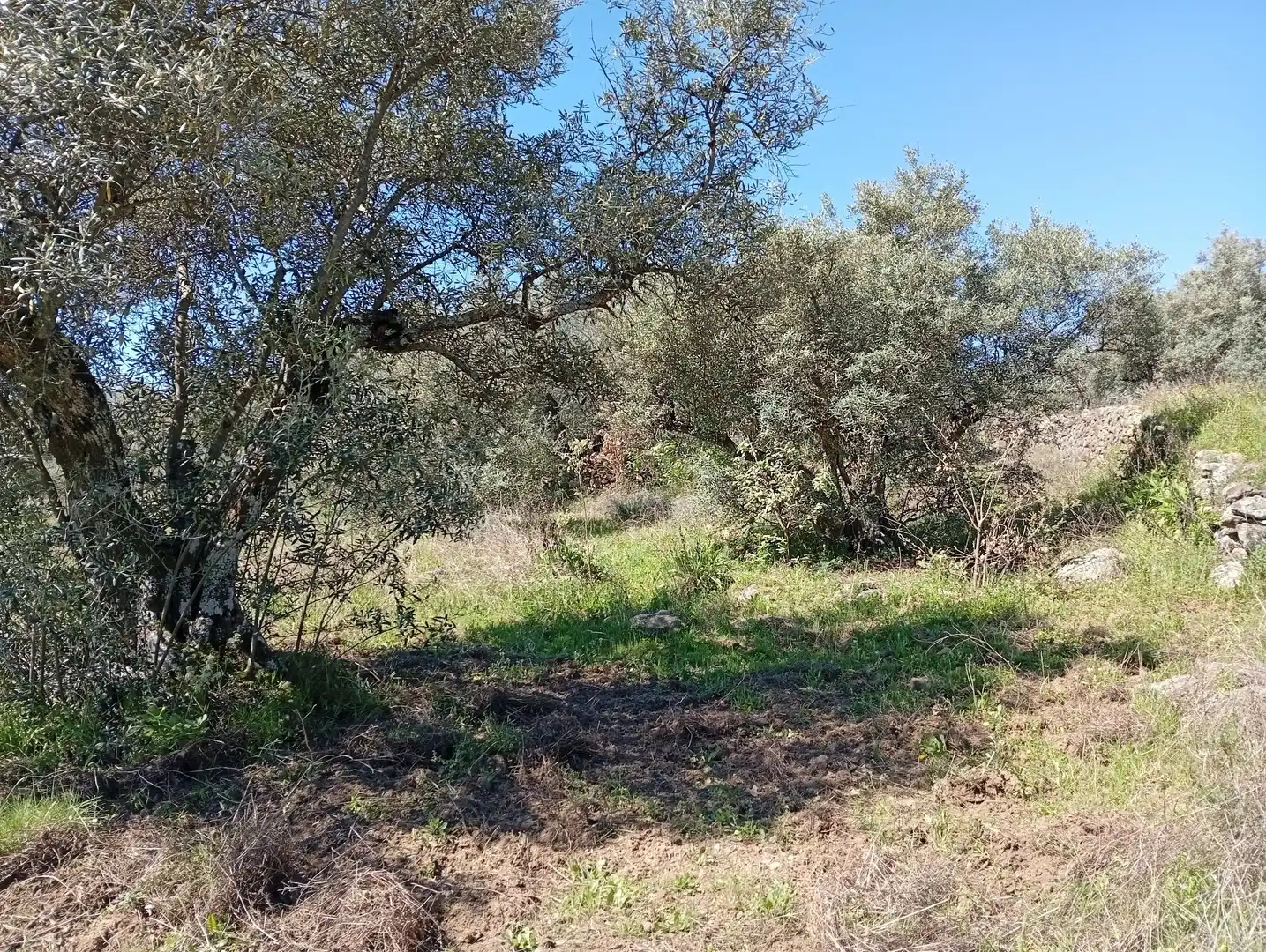 Terreni e lotti in vendita a Valverde de la Vera, imagen 63