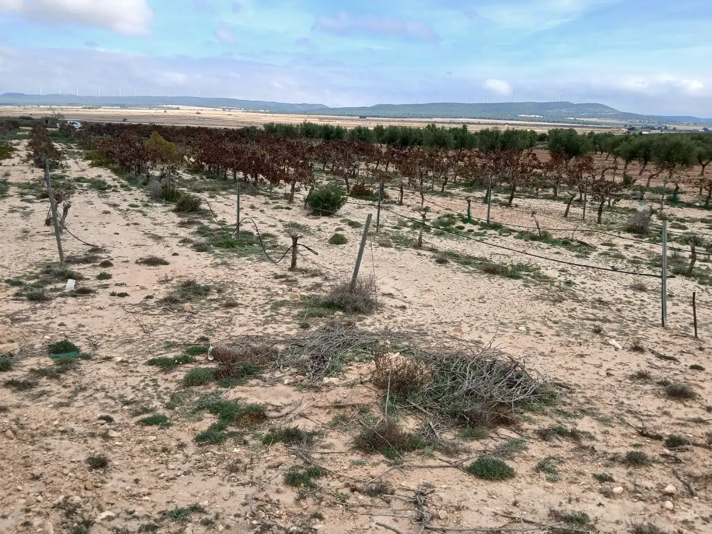 Residential land for sale in Yecla, imagen 13