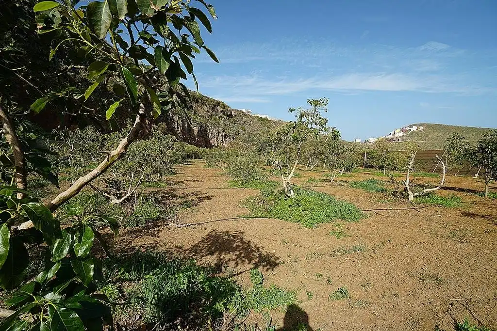 Finca rústica en venta en Camino DEHESA, 10, Santa María de Guía de Gran Canaria