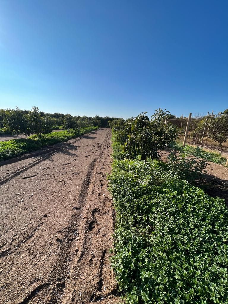 Land for sale in Calle Antonio Ferrandis Chanquete, Chaparil - Torrecilla - Punta Lara
