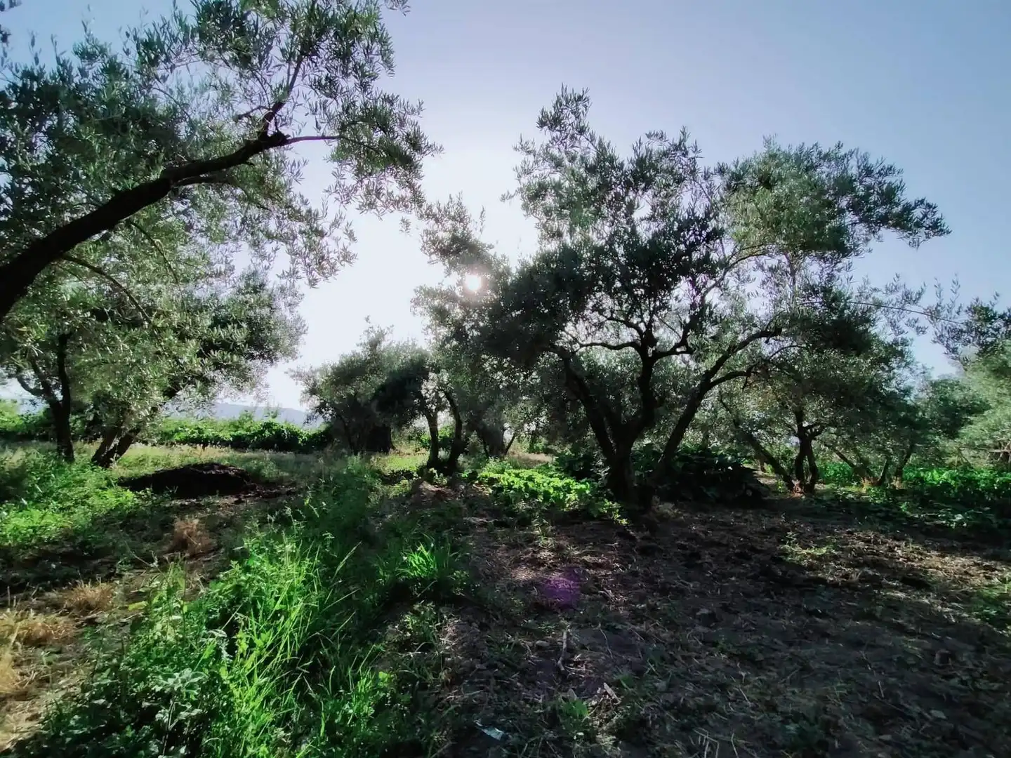 Lands and plots for sale in Nigüelas, imagen 13