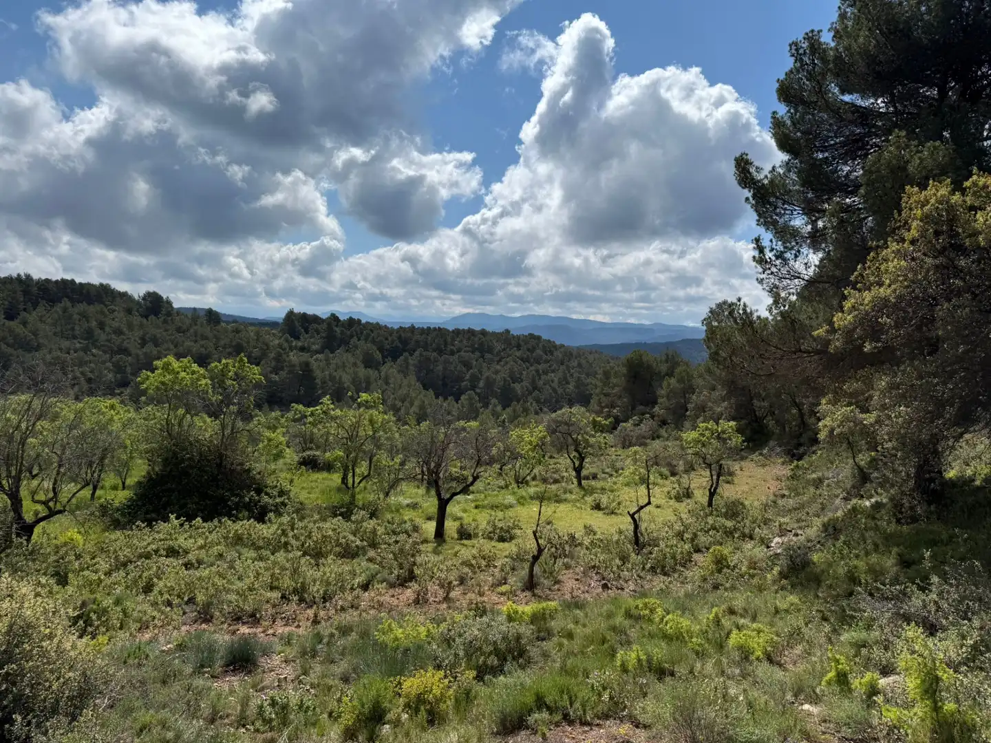 Terreni e lotti in vendita a Ráfales, imagen 3