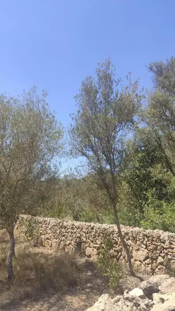 Terreny en venda en Marratxí