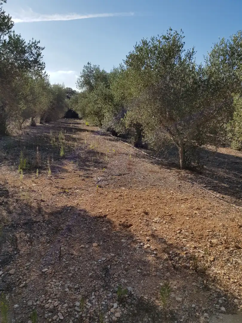 Finca rústica en venta en Santa Oliva con Calefacción, Jardín privado y Piscina