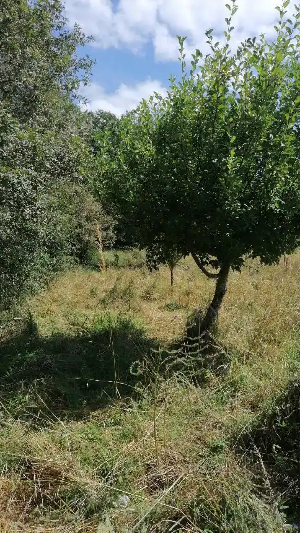 Casa o chalet en venta en Boborás