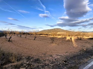 Terreno rustico in vendita a Yecla
