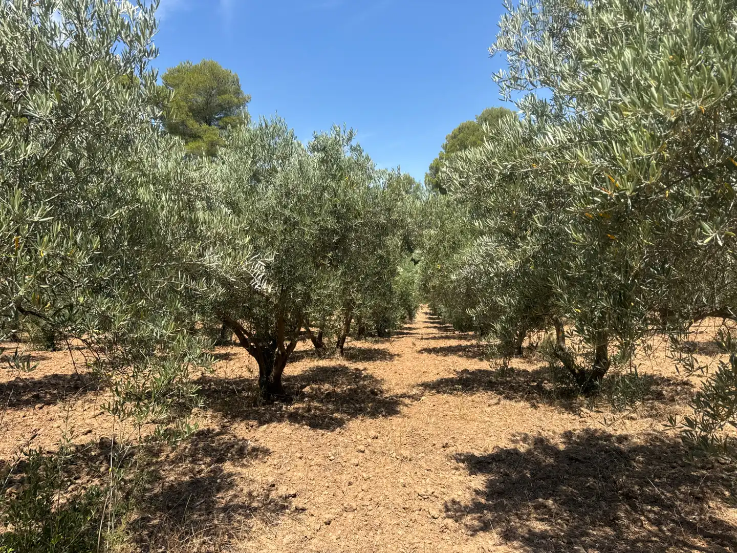 Rural land for sale in N/A, imagen 50