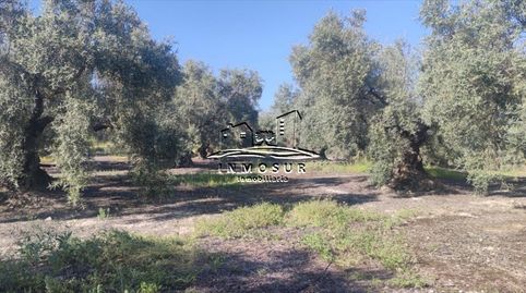Finca de olivar en zona Anjarón, imatge 4