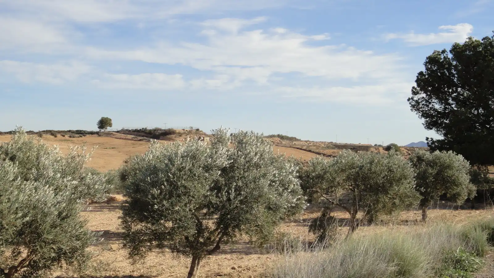 Terreno rustico in vendita a Campo de Murcia, imagen 7
