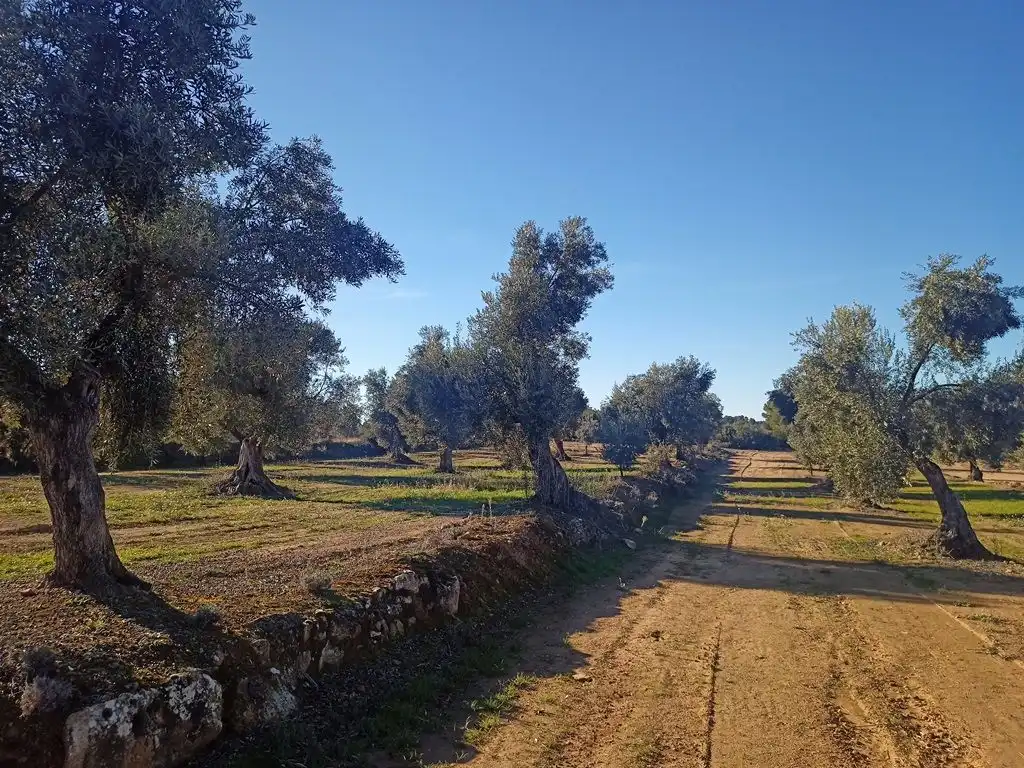 Terreni e lotti in vendita a Calaceite, imagen 6