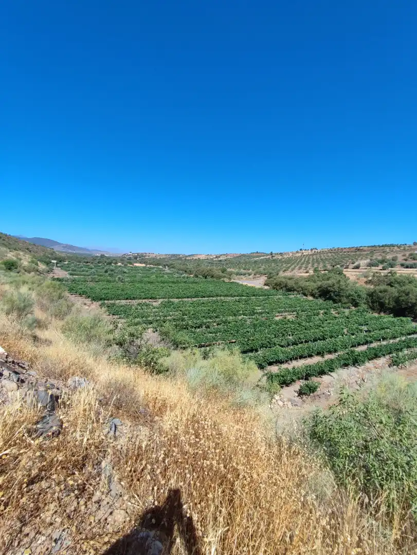 Land for sale in Huéneja