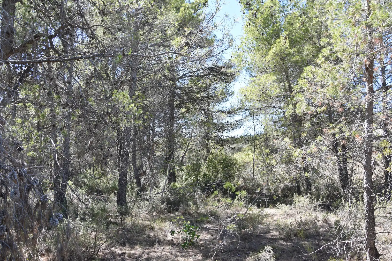 Terreni e lotti in vendita a Lledó, imagen 8