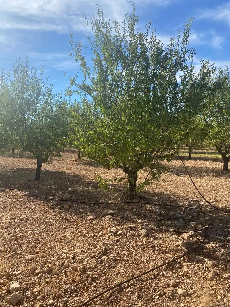 Terreno rustico in vendita a Calle García Pavón, imagen 32