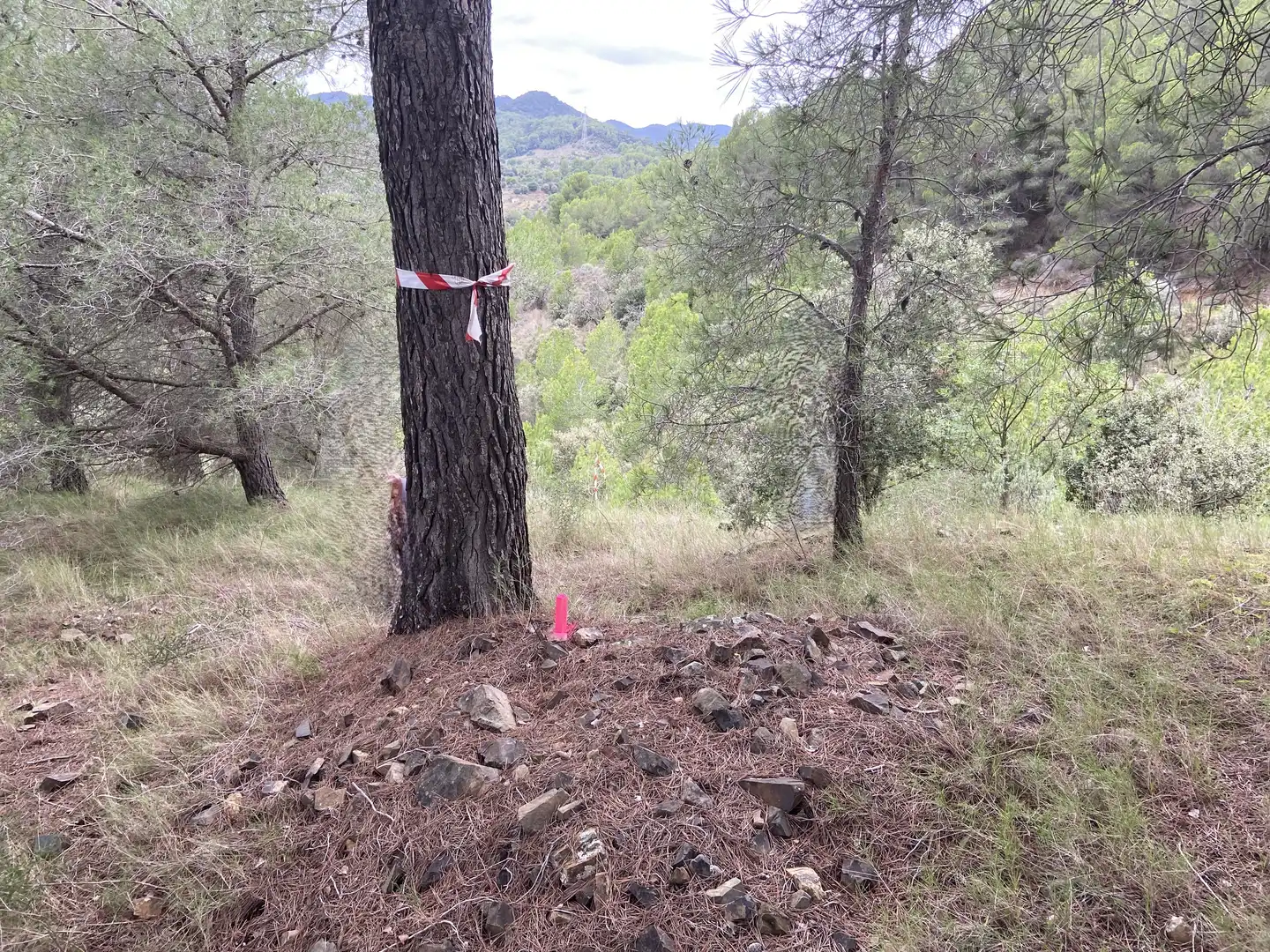 Terreno rustico in vendita a Riudecols, imagen 3