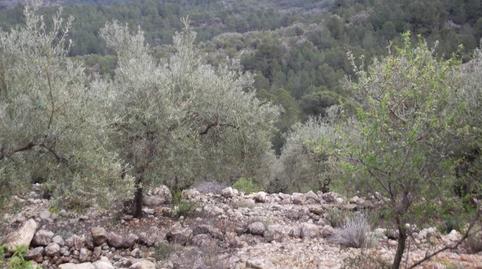 Foto 3 de Terreno en venta en Vilafamés, Castellón