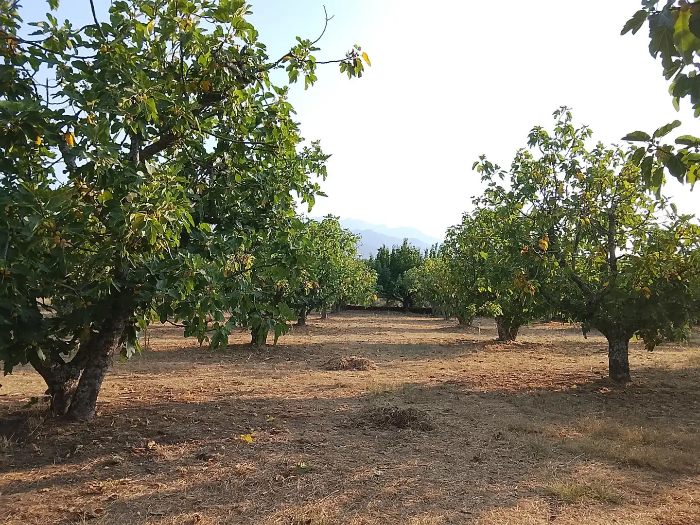 Terreny en venda en Madrigal de la Vera