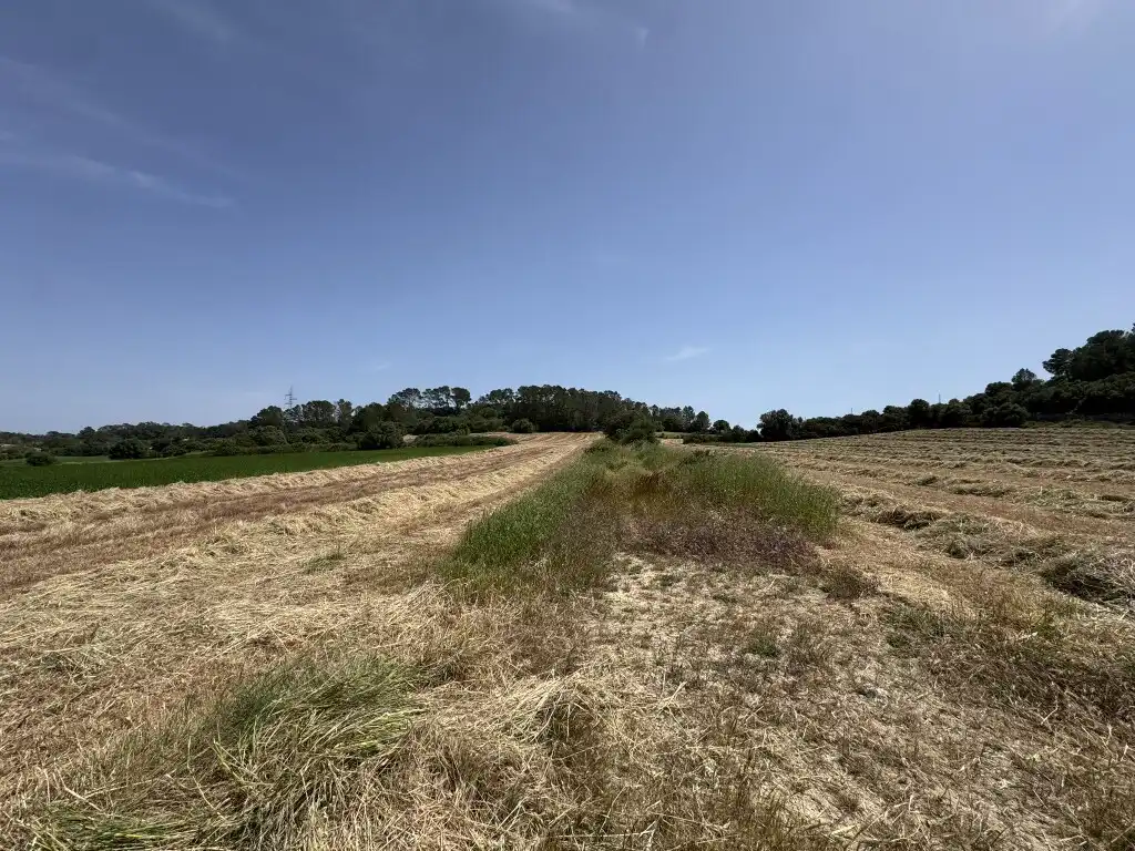 Terreny rústic en venda a Sineu, imagen 5