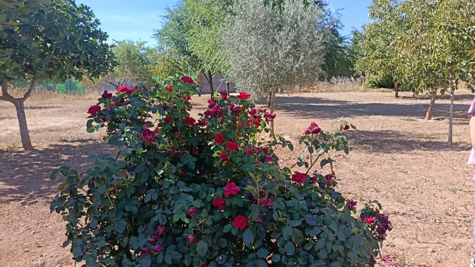 Jardín de Casa o chalet en venta en Ciudad Real