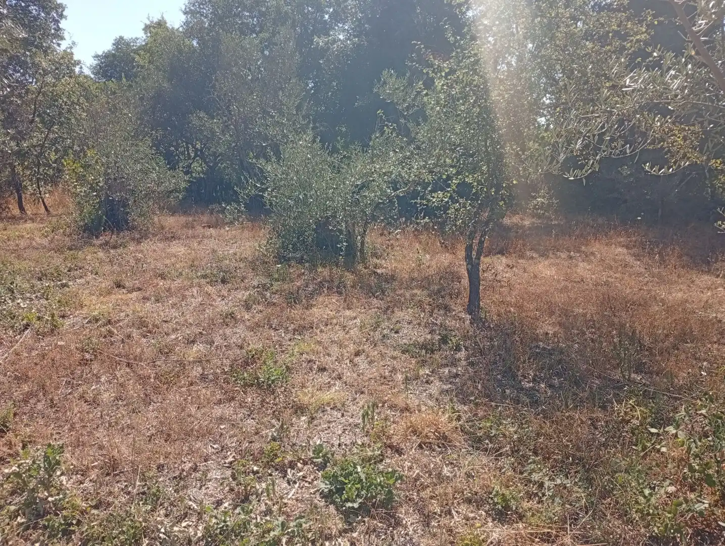 Terreni e lotti in vendita a Villanueva de la Vera, imagen 3