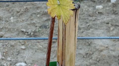 Foto 3 de Terreno en venta en Carrer del Vent, 10, Monti-Sion,  Palma de Mallorca