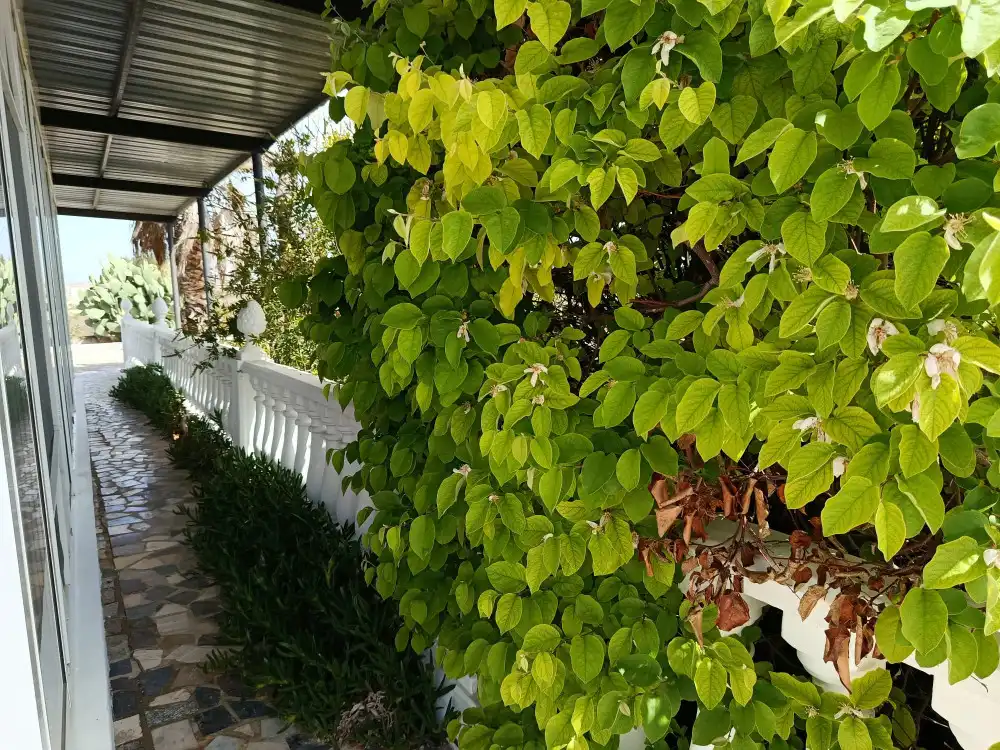 Balcony of Flat for sale in Villena