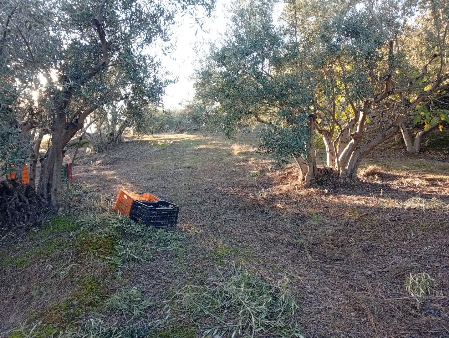 Terreni e lotti in vendita a Villanueva de la Vera, imagen 24
