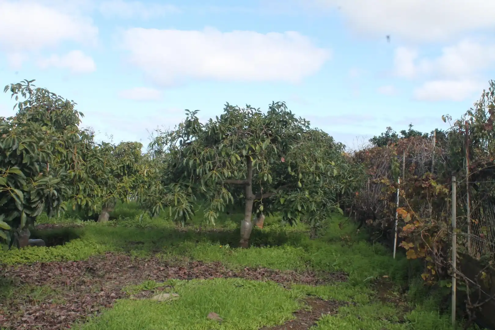 Terreny rústic en venda a Valsequillo de Gran Canaria, imagen 33
