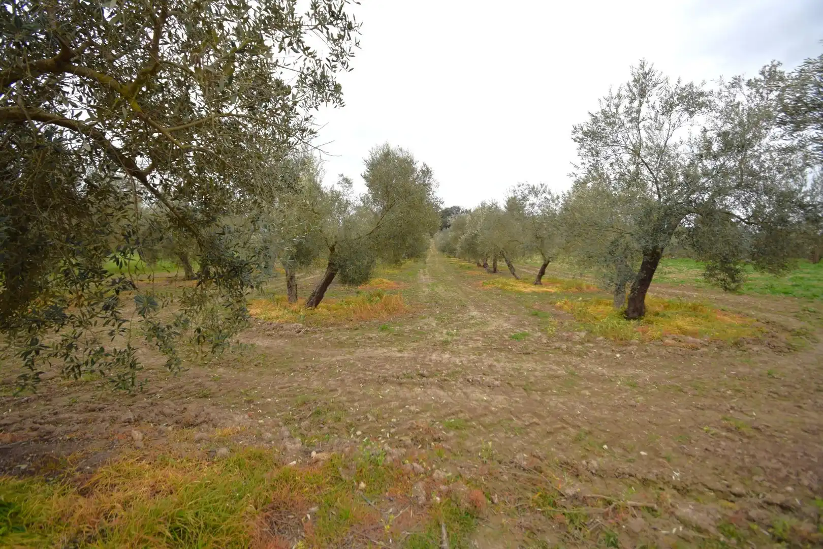 Rural land for sale in Llubí