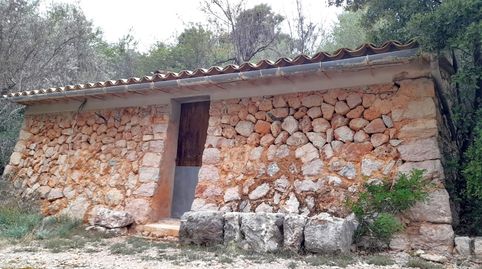 Olivar en Fornalutx, imagen 4
