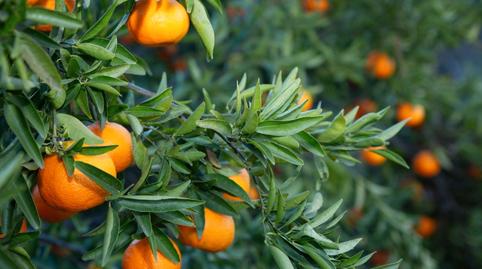 Photo 4 of House or chalet for sale in Jimena de la Frontera, Cádiz