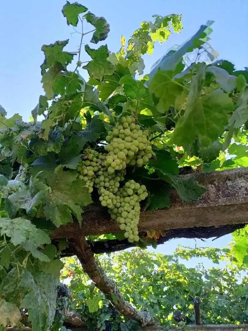 Jardí de Planta baixa en venda en Peromingo amb Jardí privat