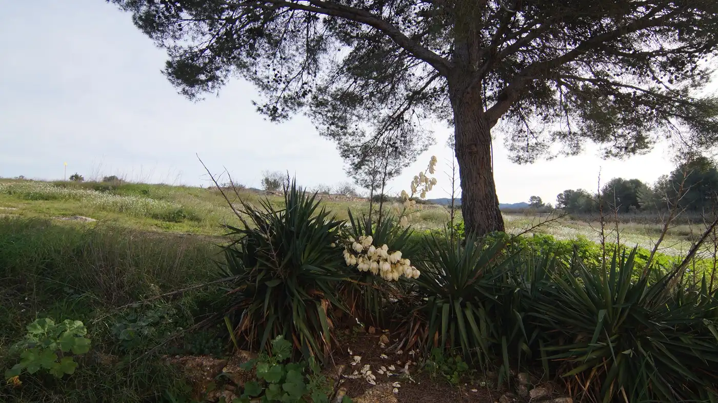 Jardín de Terreno en venta en Tivissa