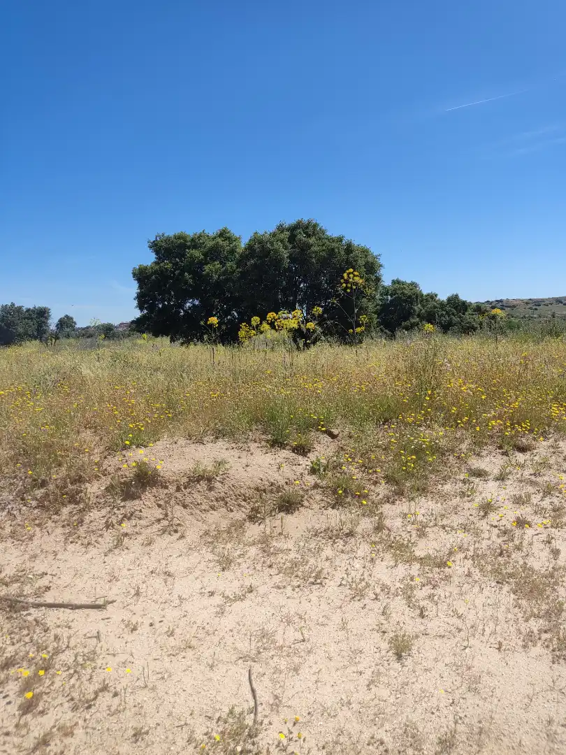 Land for sale in Navalcarnero