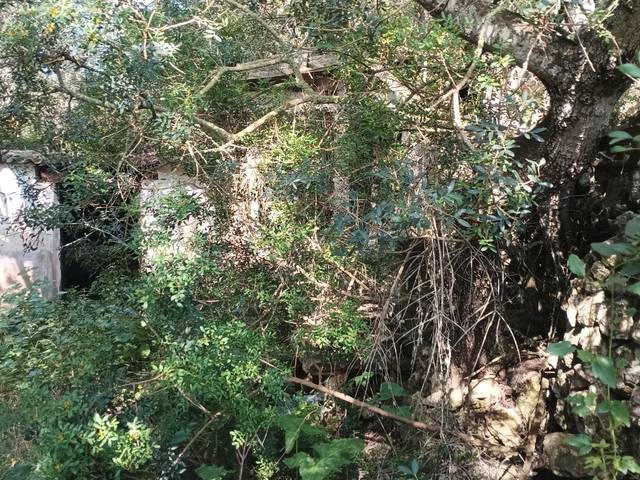 Terreno en Venta en Diseminado Poligono 12, 203 en Alaior poble