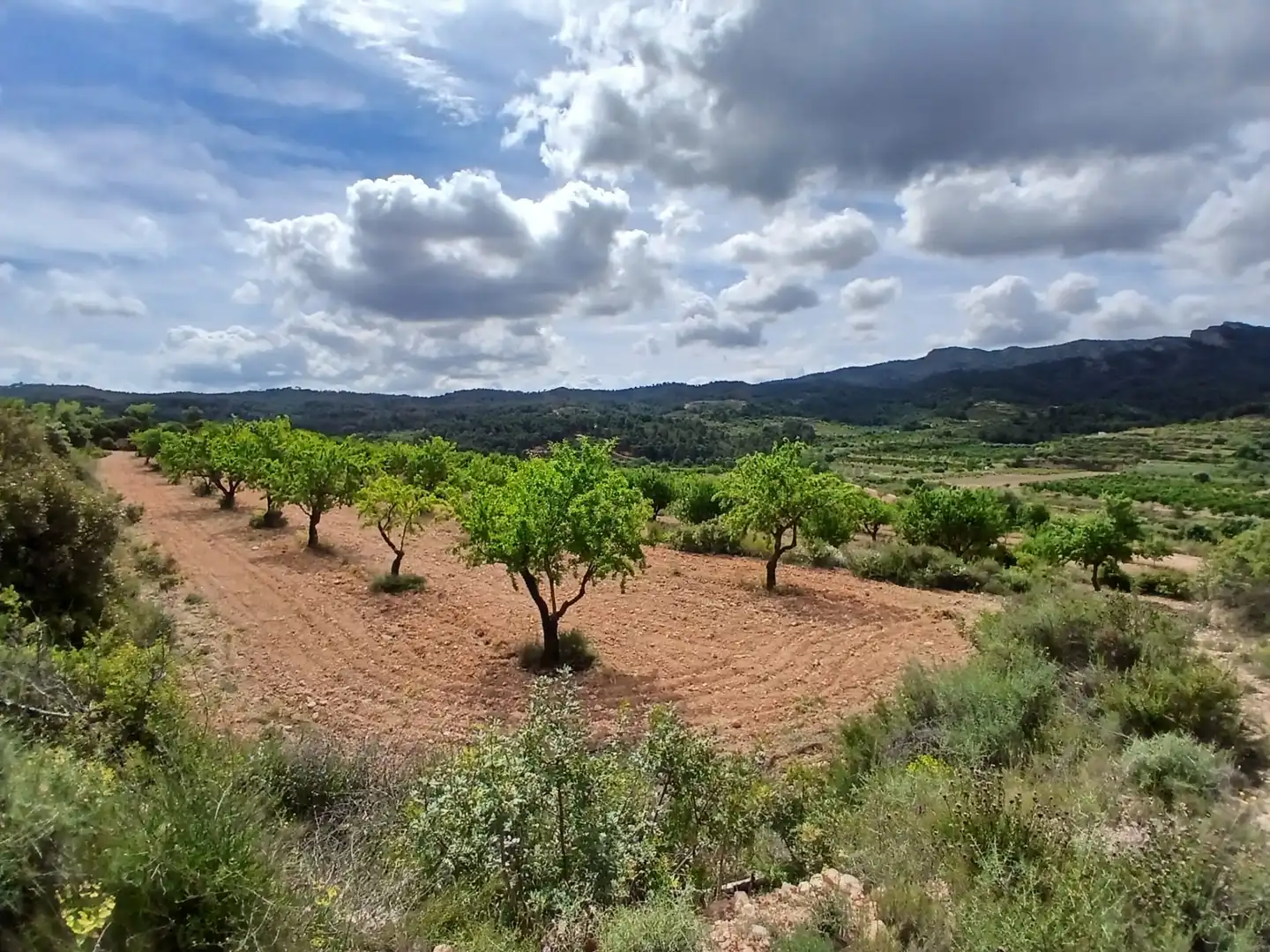 Rural land for sale in Corbera d'Ebre, imagen 15