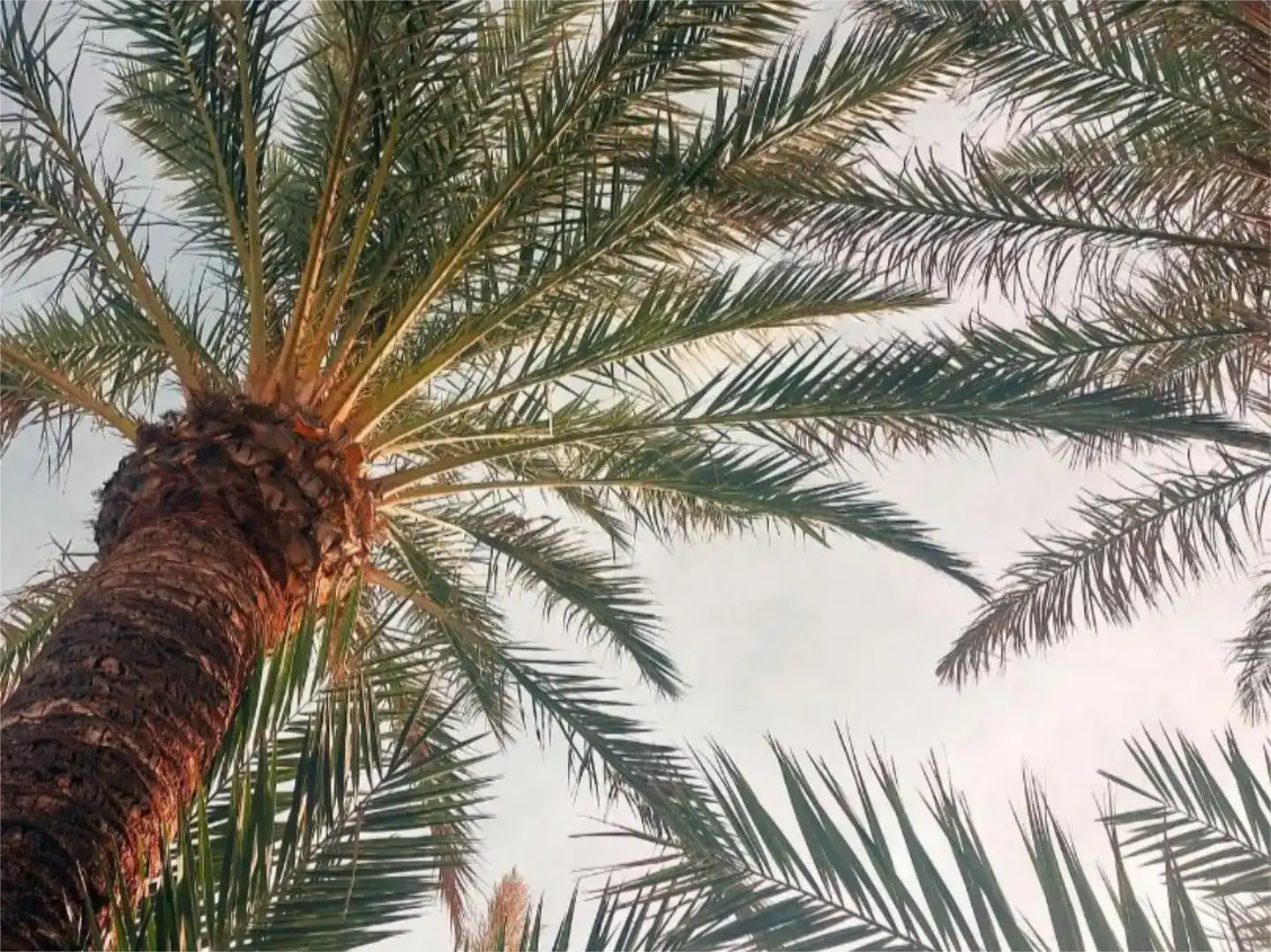 Außenansicht von Wohnungen zur Miete in Torrevieja mit Klimaanlage, Schwimmbad und Balkon