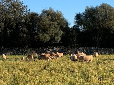 Rural land for sale in Carrer Major 105