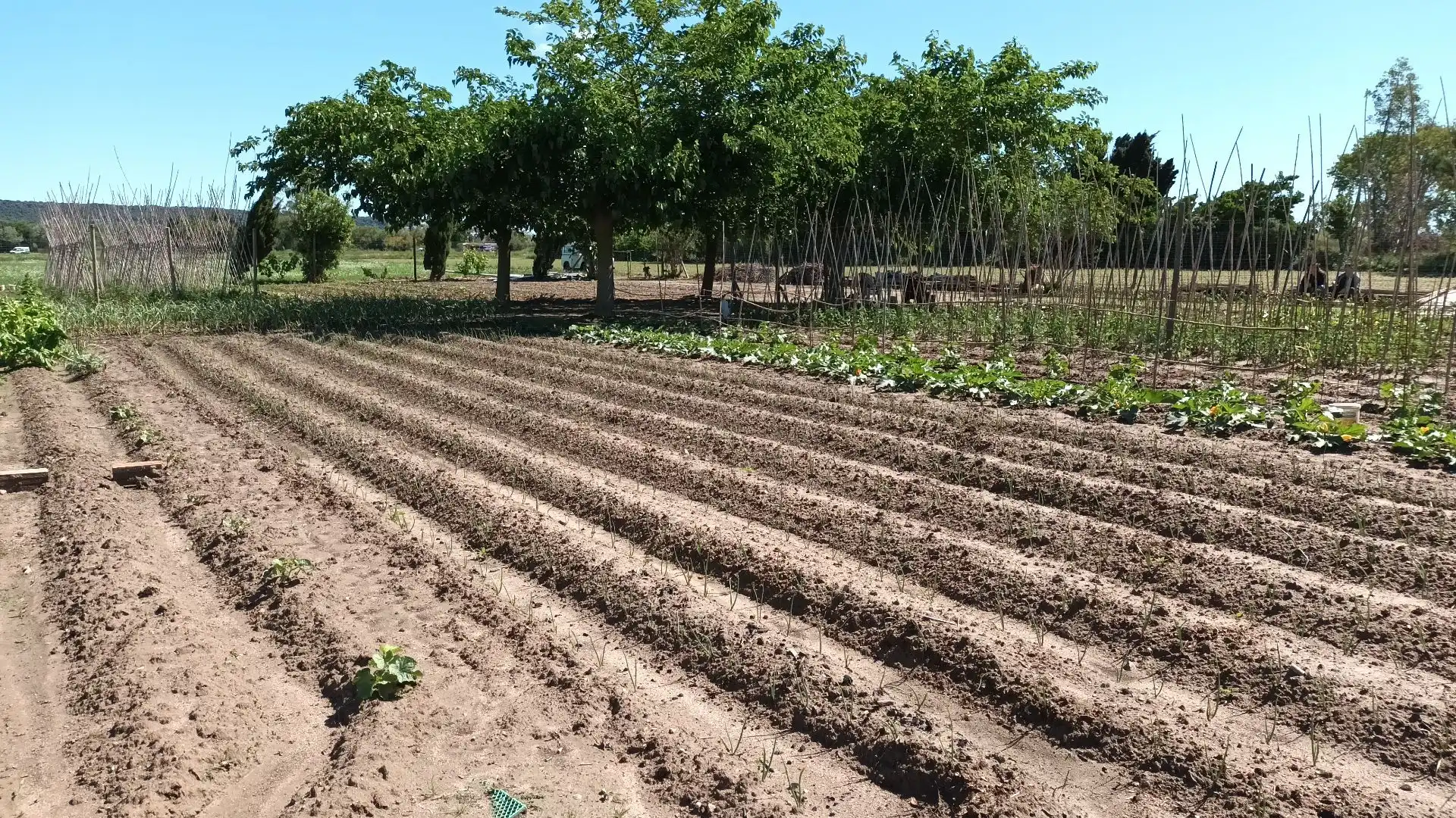 Terreny rústic en venda a Els Griells, imagen 2