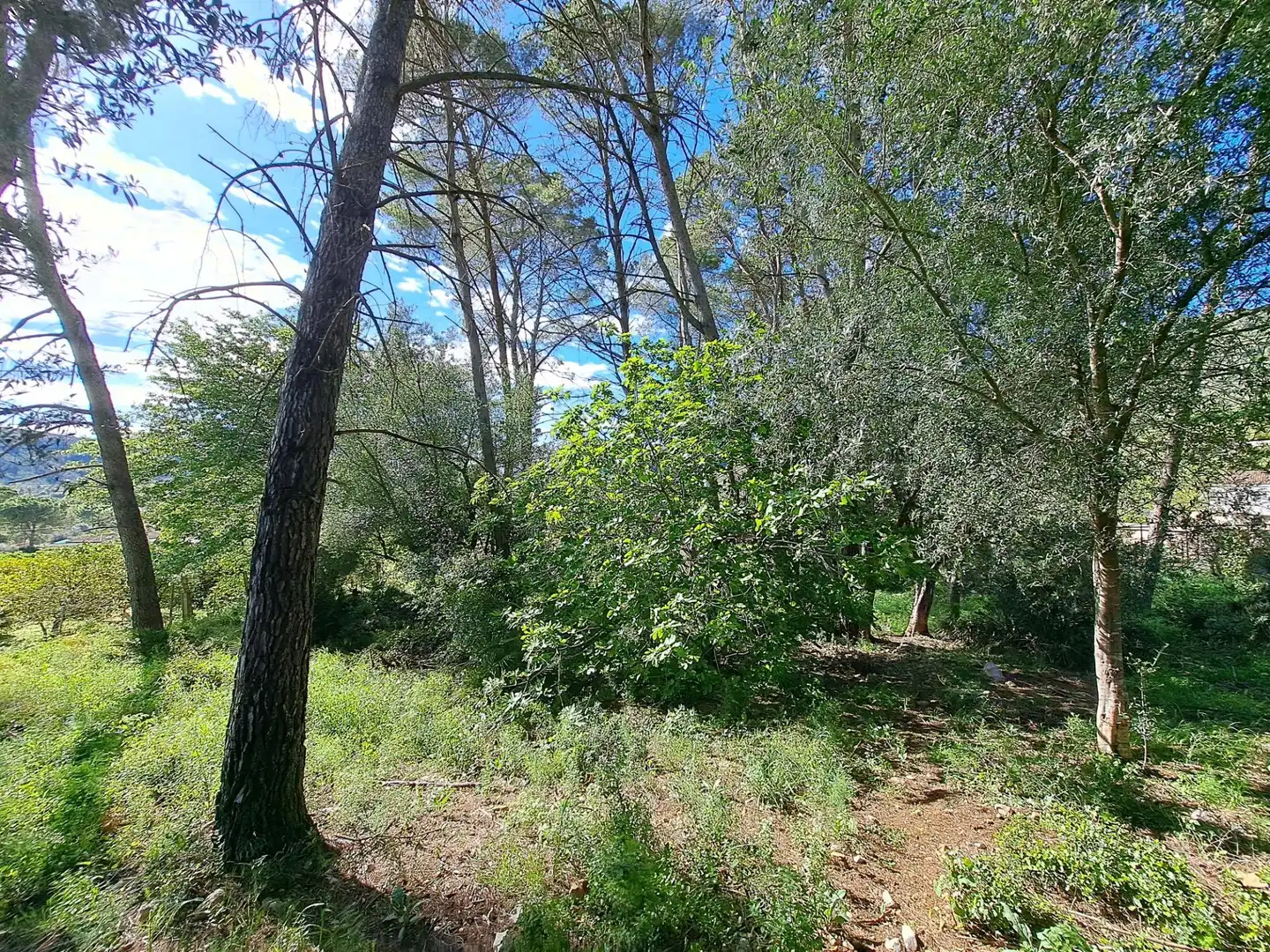 Country homes for sale in Alzira  with Swimming Pool