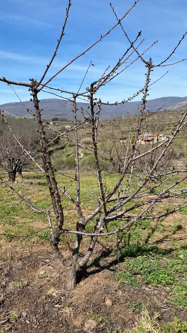 Terreni e lotti in vendita a Jaraíz de la Vera, imagen 13