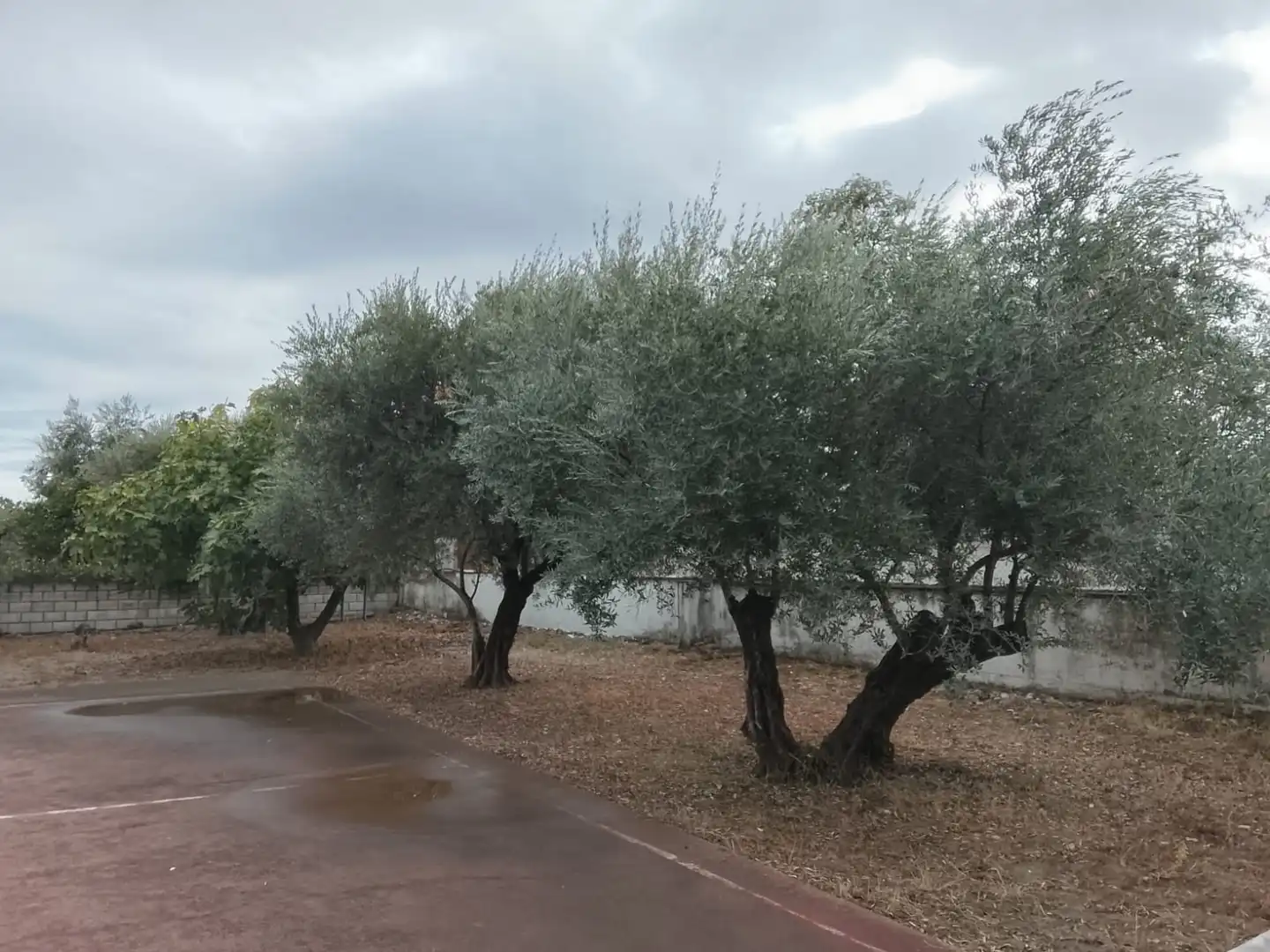 Jardí de Finca rústica en venda en Córdoba amb Aire condicionat, Calefacció i Jardí privat