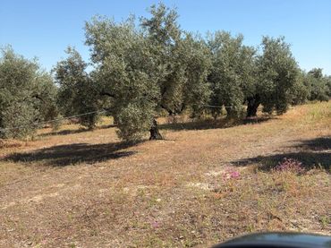 Rural land for sale in Aguilar de la Frontera